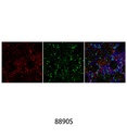 Anti-mouse IgG (H+L) F(ab')<sub>2</sub> Fragment (Alexa Fluor 594 Conjugate)