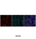 Anti-mouse IgG (H+L) F(ab')<sub>2</sub> Fragment (Alexa Fluor 647 Conjugate)