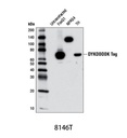 DYKDDDDK Tag (9A3) Mouse mAb (Binds to same epitope as Sigma's Anti-FLAG M2 Antibody)