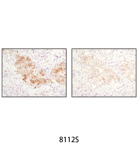 [003.8112S] SignalStain Antibody Diluent [25ml]