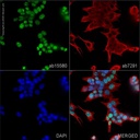 Anti-Ki67 antibody