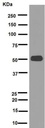 Recombinant Anti-alpha Tubulin antibody [EPR13478(B)] - Loading Control
