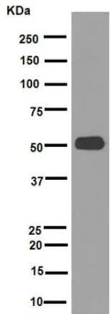 [017.ab176560-10ul] Recombinant Anti-alpha Tubulin antibody [EPR13478(B)] - Loading Control [10 ul]
