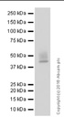 Anti-PD-L1 antibody [28-8]