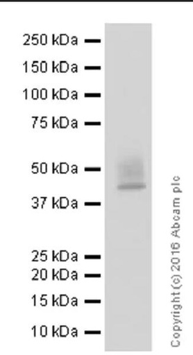 [017.ab205921] Anti-PD-L1 antibody [28-8] [50 µl]