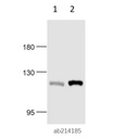 Anti-NLRP3 antibody