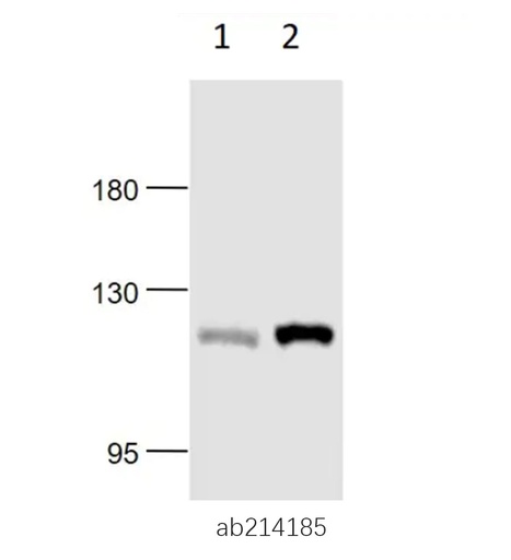 [017.ab214185] Anti-NLRP3 antibody [100 ul]