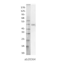 Anti-PPAR alpha antibody