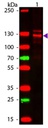 Anti-Collagen I antibody