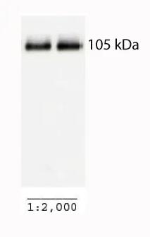 [017.ab54481] Anti-PGC1 alpha抗体- BSA and Azide free [50 µl]
