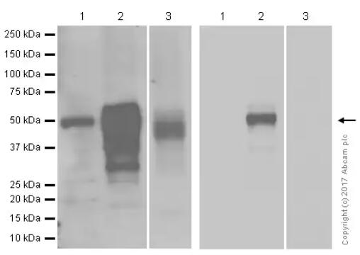 [017.ab89901-100ul] Anti-Wilms Tumor Protein antibody [CAN-R9(IHC)-56-2] [100 µl]