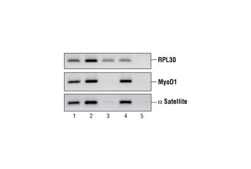 [003.9006S] ChIP-Grade Protein G Magnetic Beads [1ml]