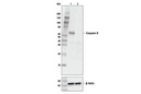 Caspase-8 (1C12) Mouse mAb