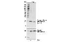 Phospho-Myosin Light Chain 2 (Ser19) Mouse mAb