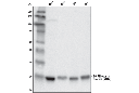 S6 Ribosomal Protein (54D2) Mouse mAb