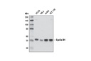 Cyclin B1 (D5C10) XP Rabbit mAb