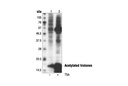 Acetylated-Lysine Mouse mAb (Ac-K-103)