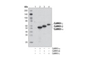 CaMKII (pan) (D11A10) Rabbit mAb