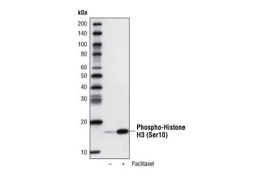 [003.3999S] Streptavidin-HRP [1ml]