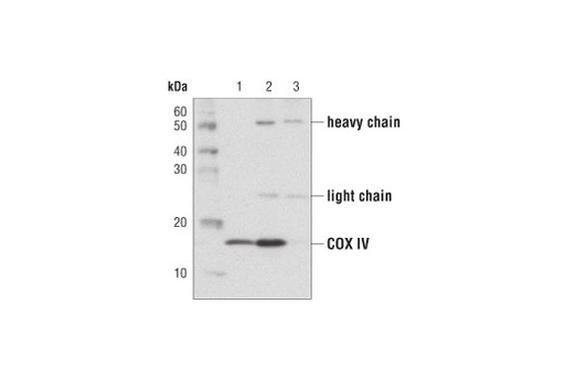 [003.70024S] Protein G Magnetic Beads [1ml]
