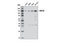 GM130 (D6B1) XPRabbit mAb