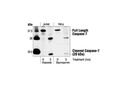 Caspase-7 Antibody
