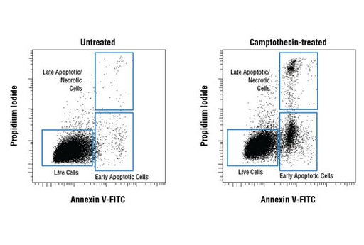[003.6592S] Annexin V-FITC Early Apoptosis Detection Kit [1Kit]