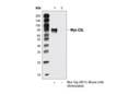 Streptavidin (Sepharose Bead Conjugate)