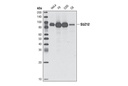 SUZ12 (D39F6) XP Rabbit mAb