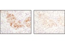 SignalStain Antibody Diluent