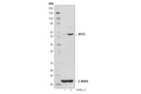 IFIT1 (D2X9Z) Rabbit mAb