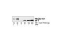 Elk-1 Antibody
