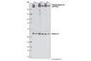 Phospho-Myosin IIa (Ser1943) Antibody