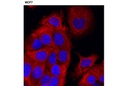 Pan-Keratin (C11) Mouse mAb (Alexa Fluor 555 Conjugate)
