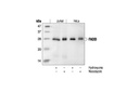 Death Receptor Antibody Sampler Kit
