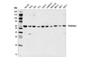 Catalase (D5N7V) Rabbit mAb