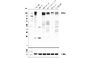ROBO2 (E4M6D) Rabbit mAb