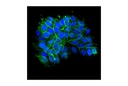 E-Cadherin (24E10) Rabbit mAb (Alexa Fluor 488 Conjugate)