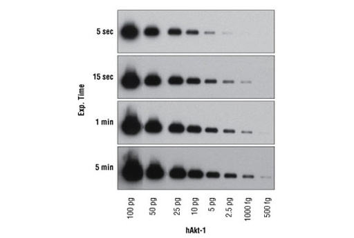 [003.12757P] SignalFire Elite ECL Reagent [20ml]
