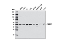 WIPI2 Antibody