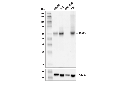 TRAF3 (D1N5B) Rabbit mAb