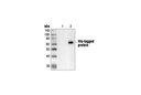 His-Tag (27E8) Mouse mAb