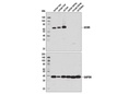 GCKR (D1W9P) Rabbit mAb