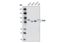 PCAF (C14G9) Rabbit mAb