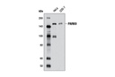 PARK9 Antibody