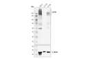 CFTR (D6W6L) Rabbit mAb