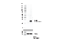 V5-Tag (E9H8O) Mouse mAb