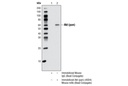 Akt (pan) (40D4) Mouse mAb (Sepharose Bead Conjugate)