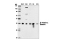 Gα (pan) Antibody