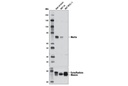 Merlin (D1D8) Rabbit mAb